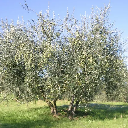 I Gelsi Figline Valdarno