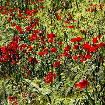 I Gelsi * Figline Valdarno