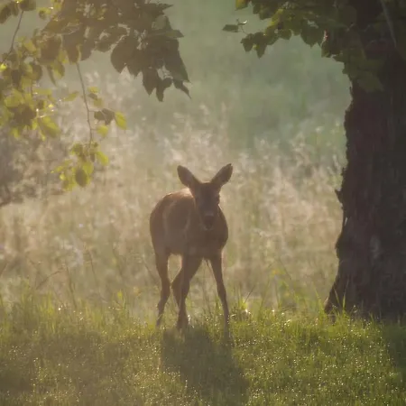 I Gelsi Casa rural *